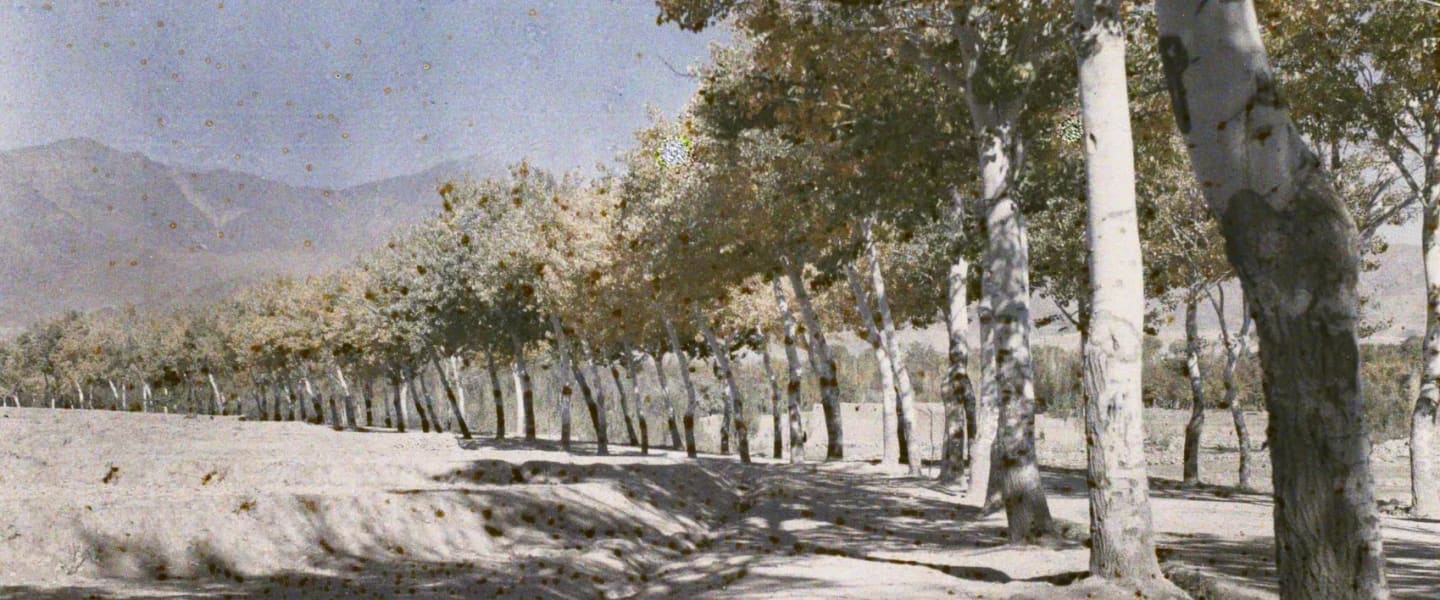 A dirt road lined with tall poplars in autumn colours, mountains in the distance.